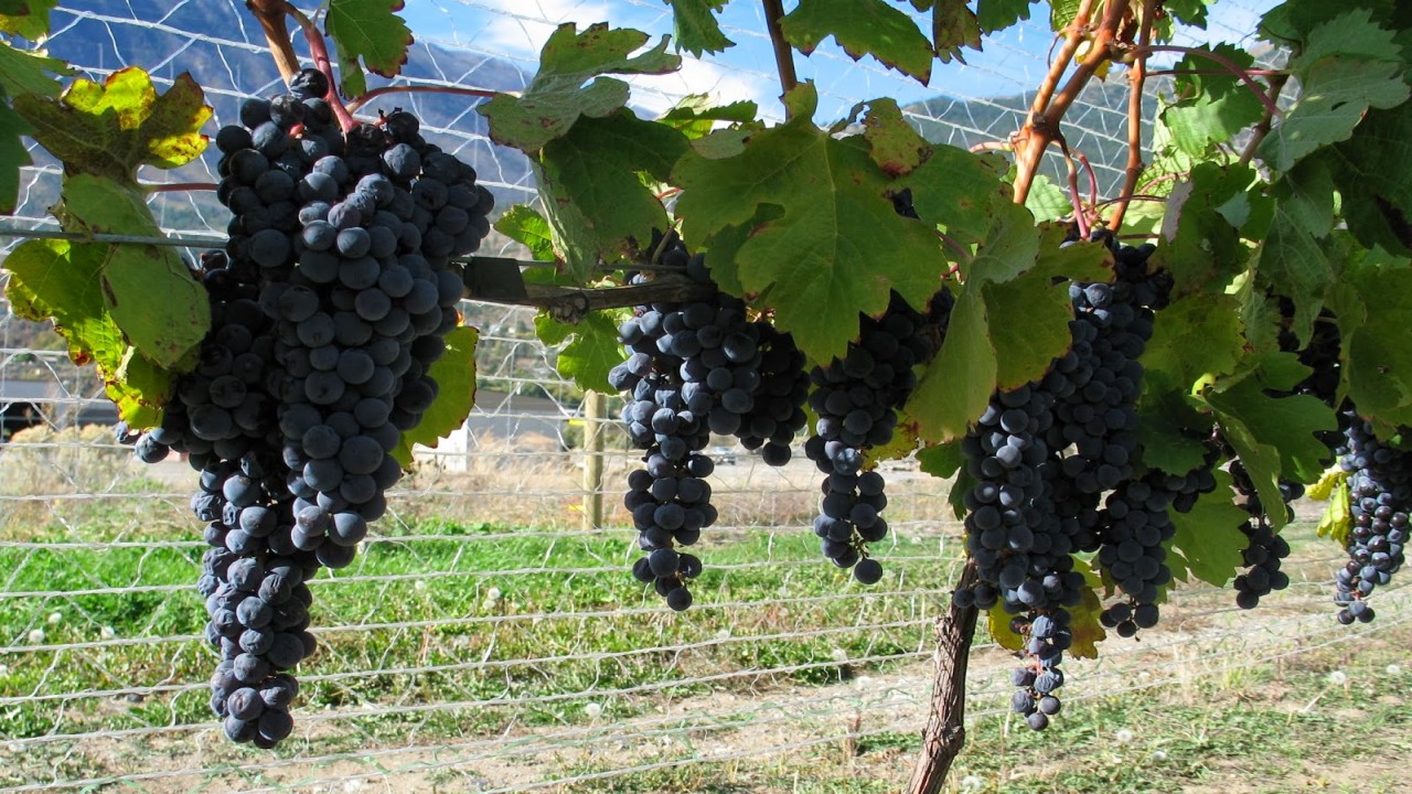 The Best of California: Delicious Destinations