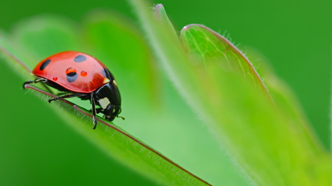 Ladybirds, Fire Bugs & Leaf Hoppers