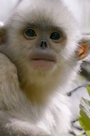 Nature: Mystery Monkeys of Shangri-La