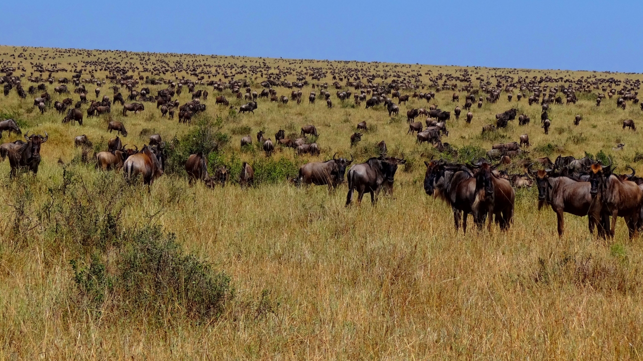 Environment: Wildebeest Migration Patterns