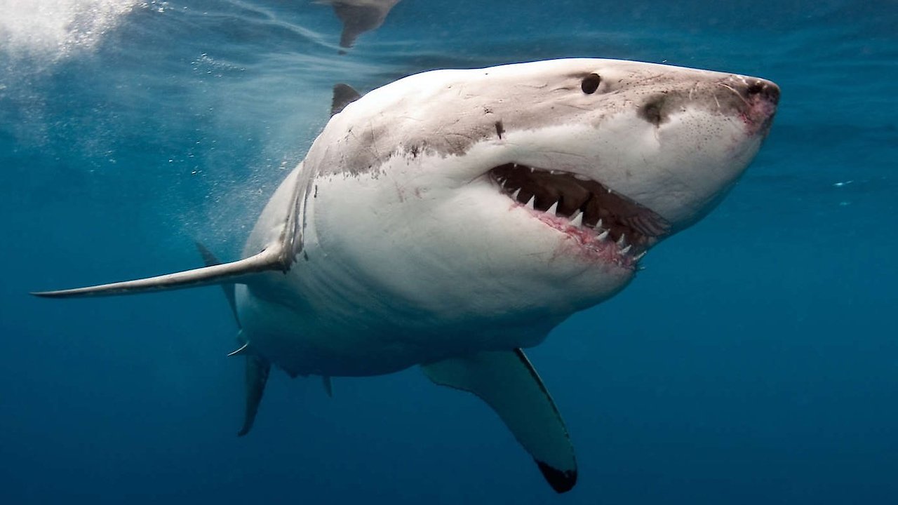 Hunt for the Super Predator