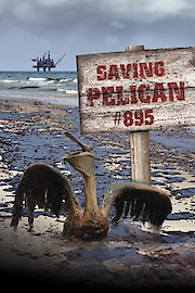 Saving Pelican 895