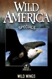 Wild America: Wild Wings