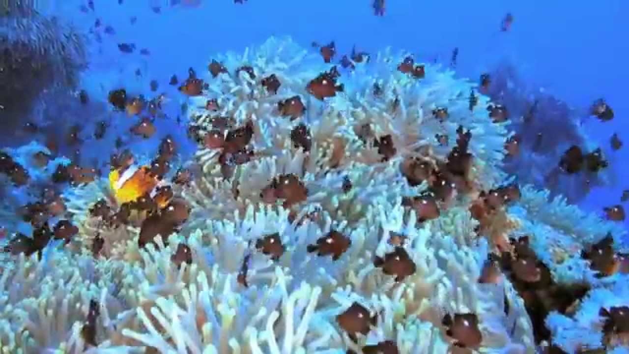Coral Reef