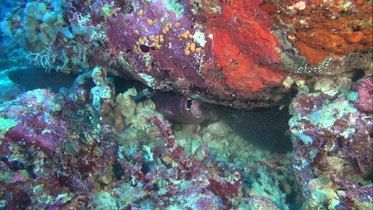 Fascination Coral Reef: Mysterious Worlds Under Water