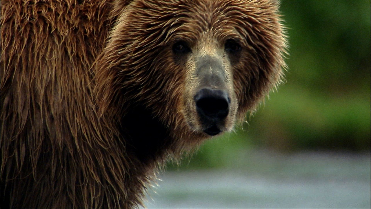 Wild America: The Predators