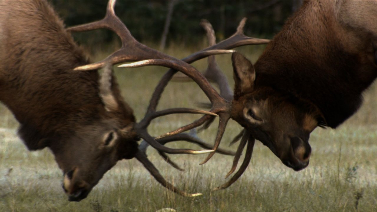 Wild America: Spectacular Showdowns