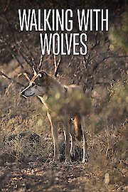 Walking with Wolves