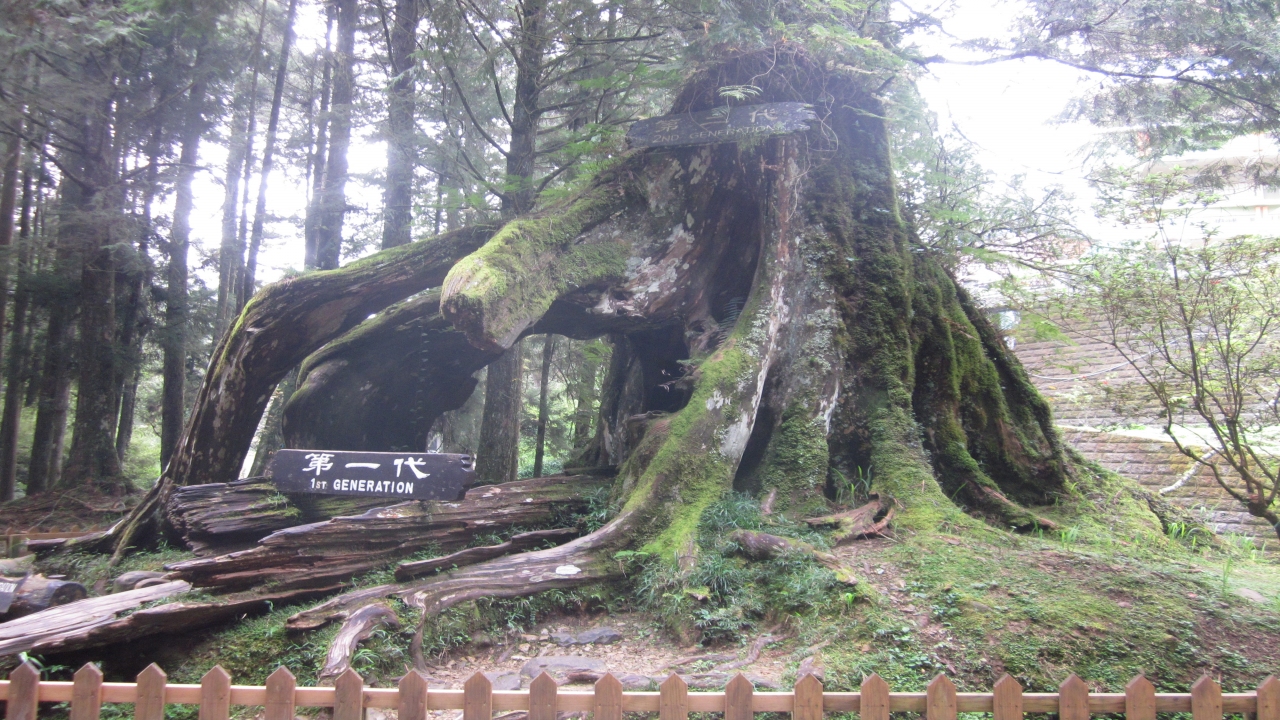 Nature Wonders THE GIANT TREES OF ALISHAN