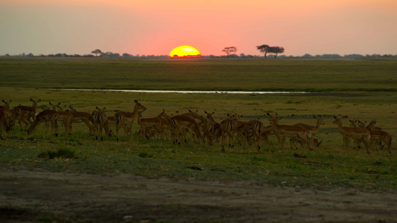 Nature Wonders CHOBE RIVER Botswana