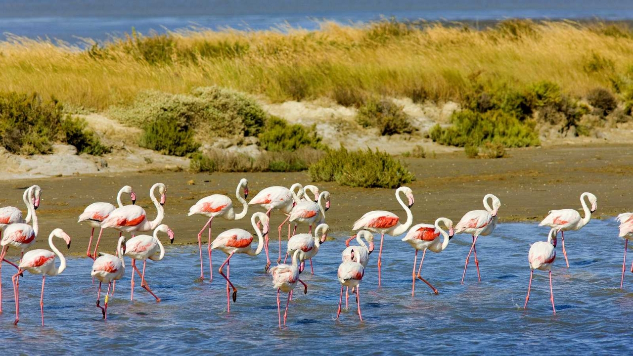 Nature Wonders CAMARGUE Provence/France