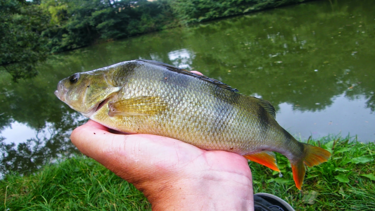 Fishing with the Experts - for Tench with David Maddocks