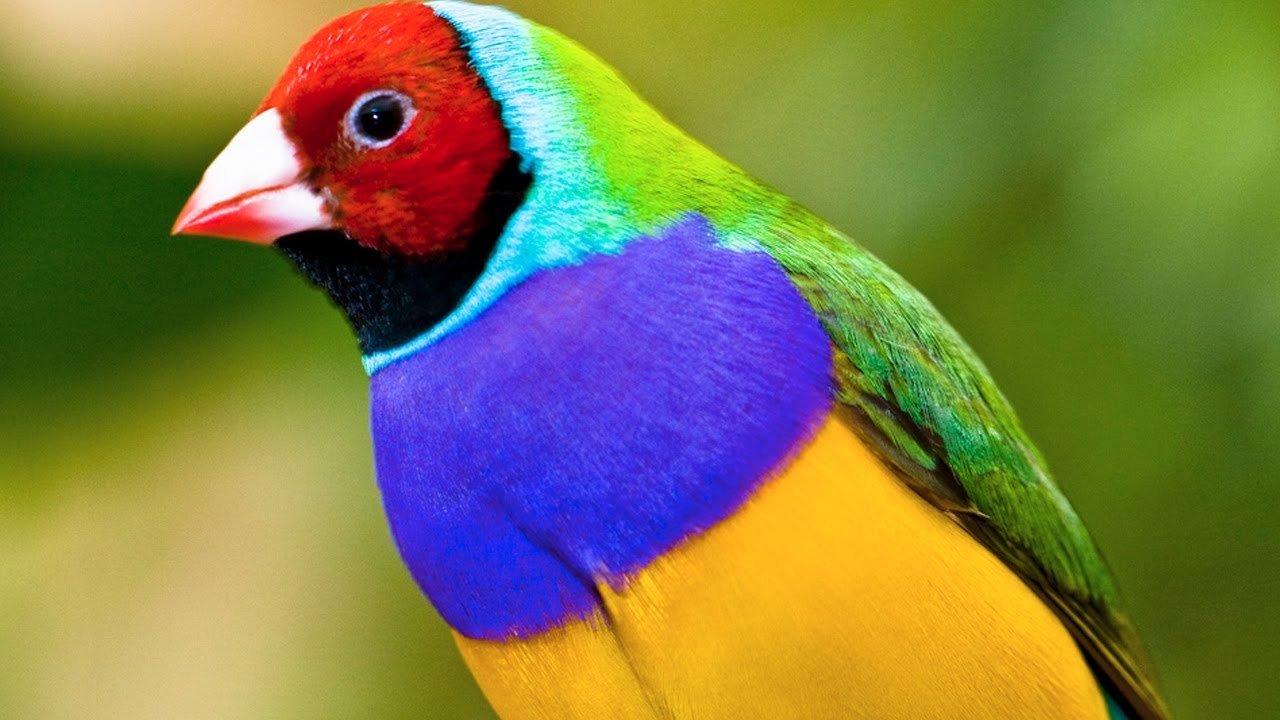 Beautiful Birds of the World & Relaxing Music - BaLu - Relaxing Nature