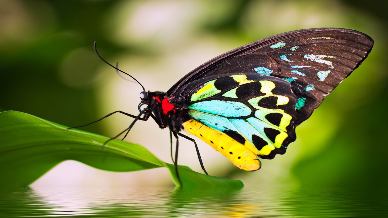 Beautiful Butterflies & Relaxing Music - BaLu - Relaxing Nature
