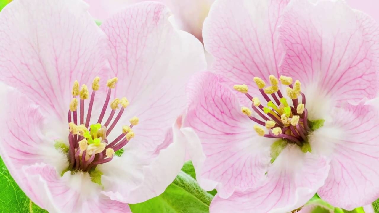 Stunning Blooming Flowers & Relaxing Music - BaLu - Relaxing Nature