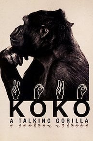 Koko: A Talking Gorilla