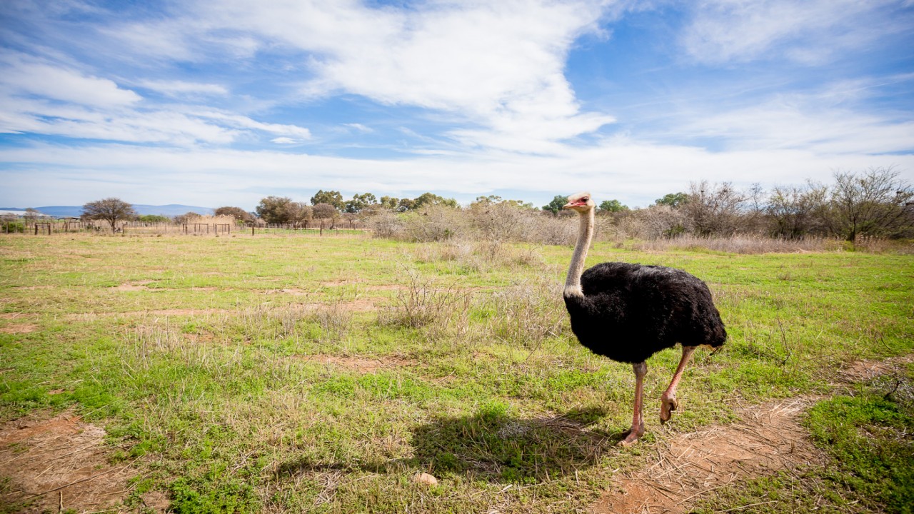 African Food Adventures - Ostrich