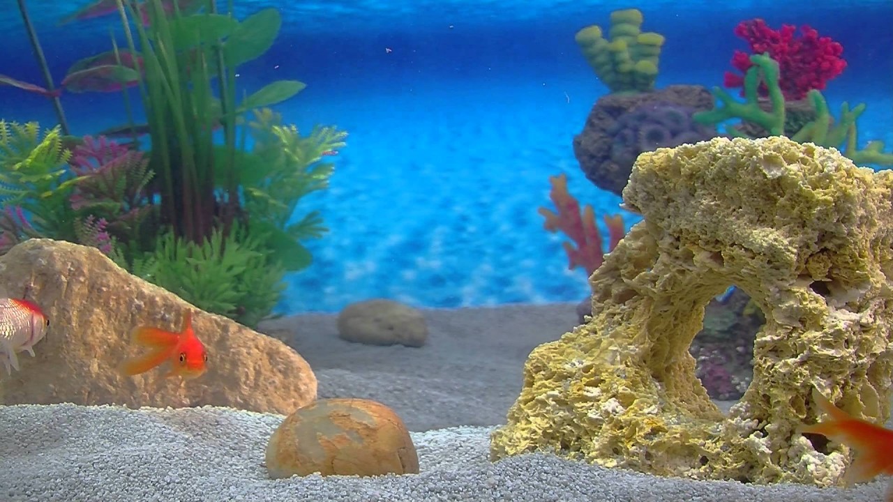 Goldfish Aquarium - A Goldfish tank for your home!