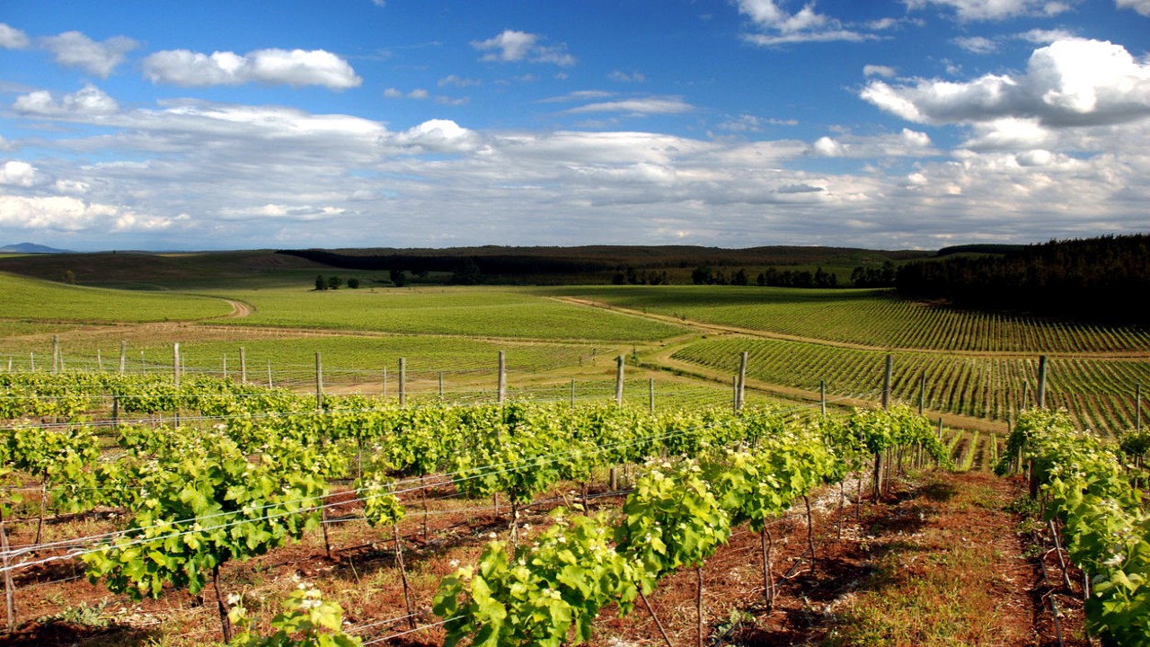 Culinary Travels Chile-Bio Bio Valley-Santiago Markets