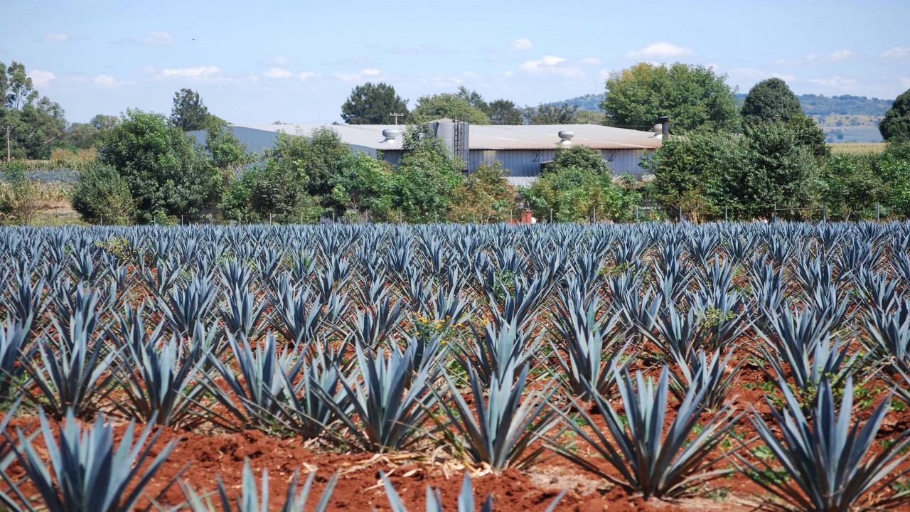 Culinary Travels Tequila Tales Jalisco, Mexico