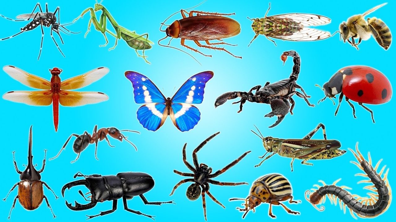 Insects for Kids: Learning Videos for Kids