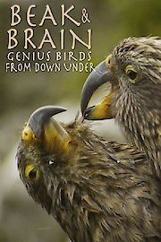 Beak & Brain: Genius Birds From Down Under
