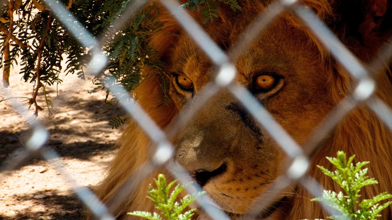 Furthest from the Wild