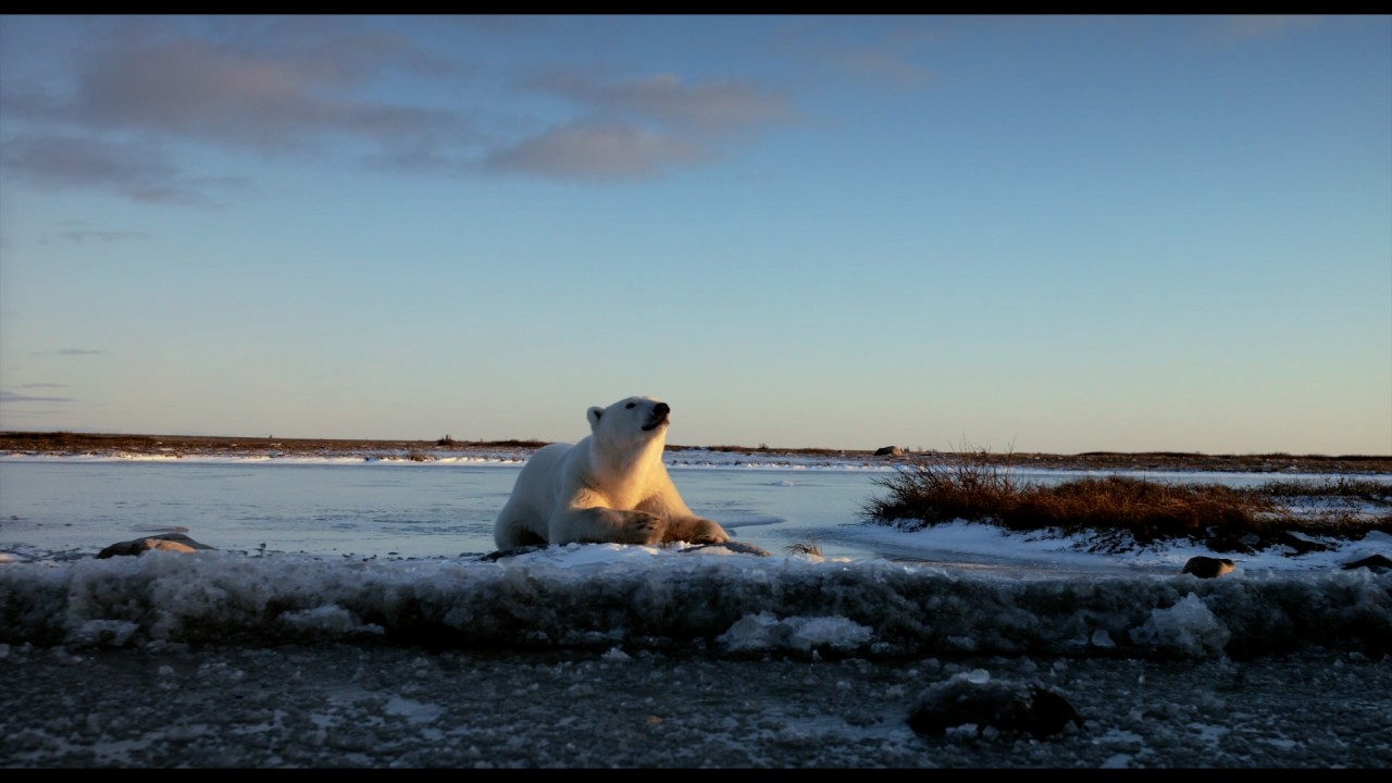 Wonders of the Arctic