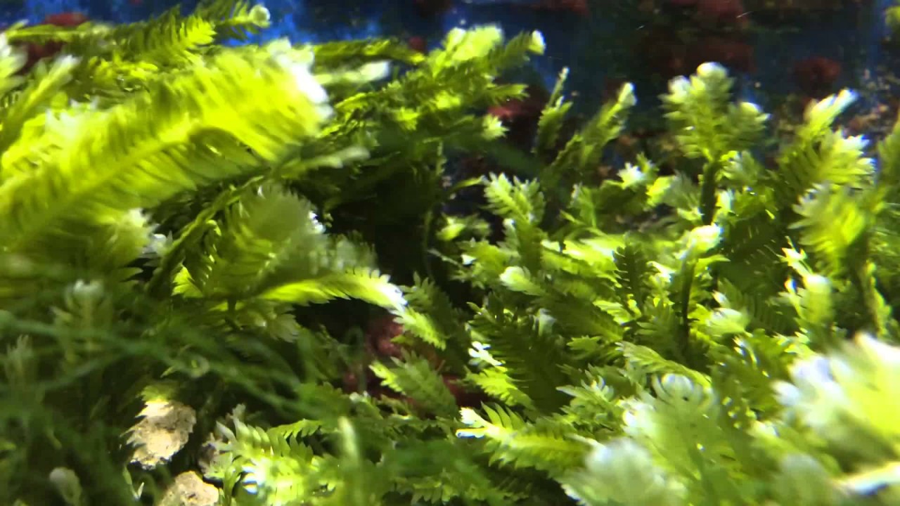 Killer Algae