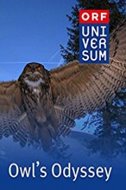 Owl's Odyssey