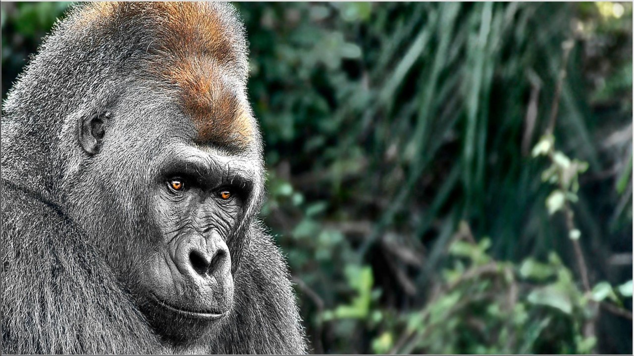 A Kingdom For The Dzanga Gorillas