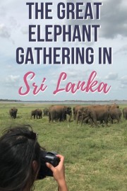The Great Elephant Gathering