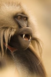 Baboon King