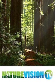 Giant Redwoods