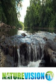 Scenes From a Creek