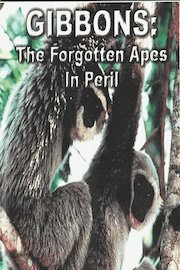 Gibbons-The Forgotten Apes IN Peril