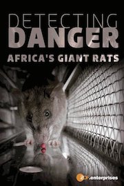 Detecting Danger - Africa's Giant Rats