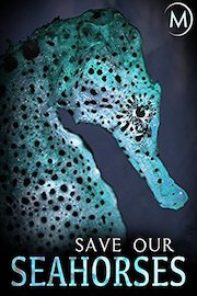 Save Our Seahorses
