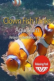 Clown Fish Tanks Aquarium with Relaxing Meditation Music