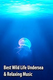 Best Wild Life Undersea & Relaxing Music