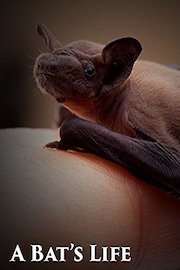 A Bat's Life