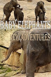 Baby elephants. New adventures