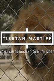 Tibetan Mastiff: Loyal Guard Dog And So Much More