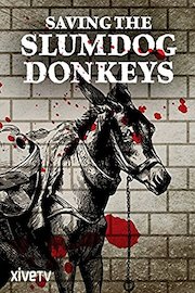 Saving the Slumdog Donkeys