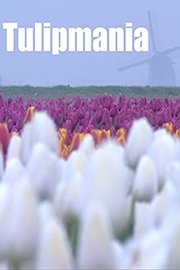 Tulipmania