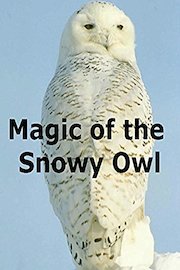 Magic of the Snowy Owl