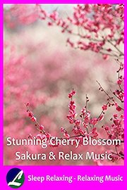 Stunning Cherry Blossom Sakura & Relax Music - Sleep Relaxing - Relaxing Music