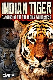 Indian Tiger: Dangers of the Indian Wilderness