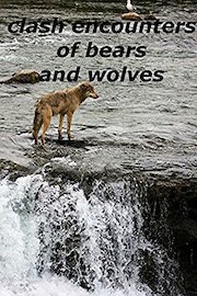 clash encounters of bears and wolves
