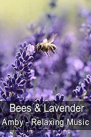 Bees & Lavender - Amby - Relaxing Music